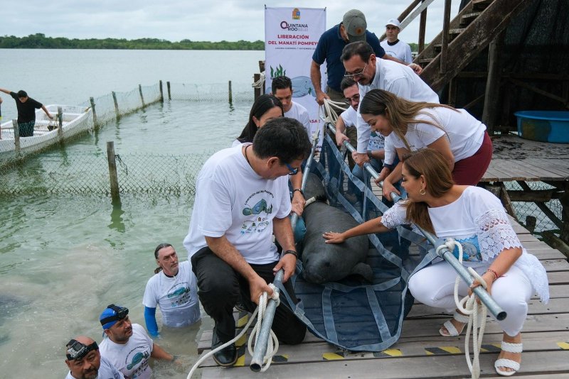 Encabeza Mara Lezama liberación de Pompeyo en el Santuario del Manatí