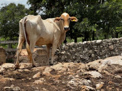 Gobierno del Estado y ganaderos,­ unidos contra el gusano barrenador