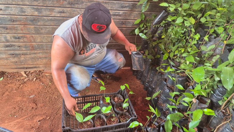 Renacimiento Verde lleva árboles nativos a ranchos ganaderos del sur
