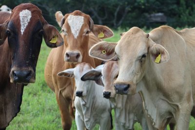 Se reactiva la importación de ganado a a Estados Unidos: SEDARPE