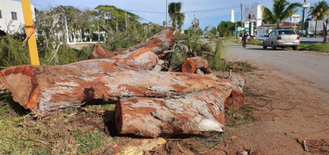 Secretaría de Obras Públicas  recibe multa por tala de árboles en Chetumal