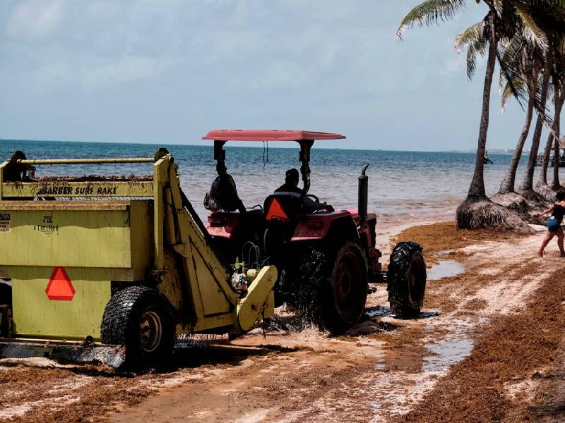 Semar destaca baja presencia de sargazo en solo tres municipios de Quintana Roo