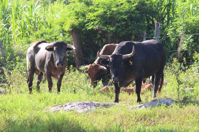 Siguen acciones conjuntas para contener al gusano barrenador en Yucatán