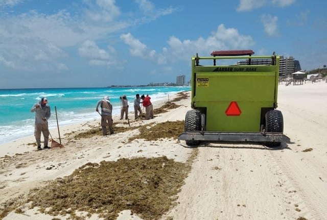 Temor en Riviera Maya a nueva oleada de sargazo siga creciendo